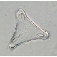 Desmidium swartzii