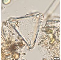 Desmidium swartzii