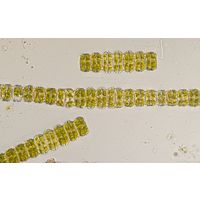 Desmidium grevillei