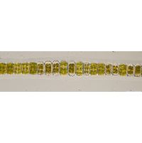 Desmidium grevillei