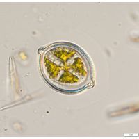 Desmidium grevillei