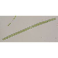 Docidium baculum