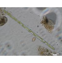 Docidium baculum