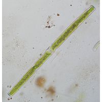 Docidium baculum