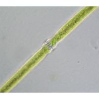 Docidium baculum