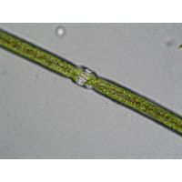 Docidium baculum