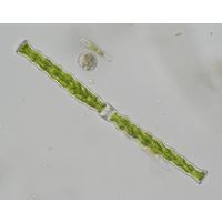 Docidium undulatum