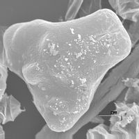 Euastrum ansatum