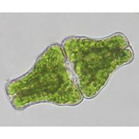 Euastrum ansatum