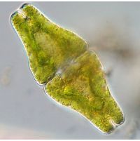 Euastrum ansatum