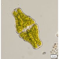 Euastrum ansatum