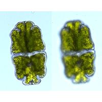 Euastrum crassum