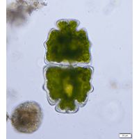 Euastrum crassum