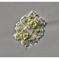 Euastrum denticulatum