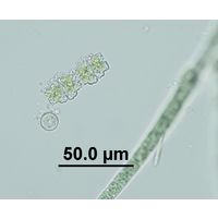 Euastrum dubium