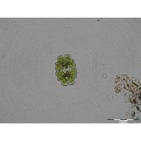 Euastrum dubium