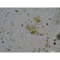 Euastrum elegans
