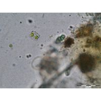 Euastrum gayanum