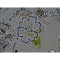 Euastrum germanicum