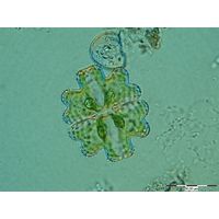 Euastrum germanicum