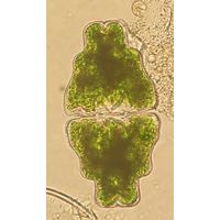 Euastrum humerosum