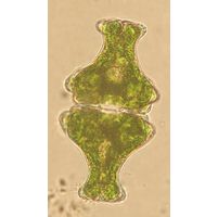 Euastrum insigne