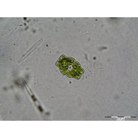 Euastrum luetlemuelleri