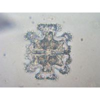 Euastrum monocyclum