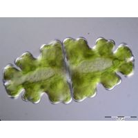 Euastrum oblongum