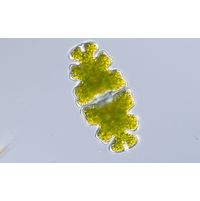 Euastrum oblongum