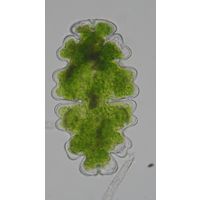 Euastrum oblongum