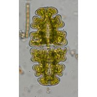 Euastrum oblongum