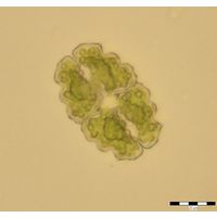 Euastrum