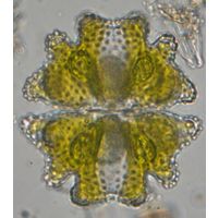 Euastrum verrucosum