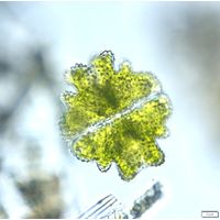 Euastrum verrucosum
