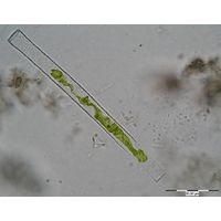 Gonatozygon monotaenium
