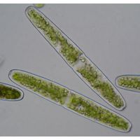 Haplotaenium indentatum