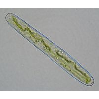 Haplotaenium indentatum