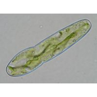 Haplotaenium indentatum