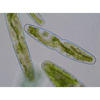 Haplotaenium indentatum