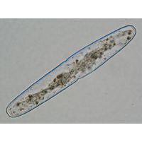 Haplotaenium indentatum