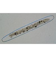 Haplotaenium indentatum