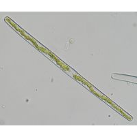 Haplotaenium minutum