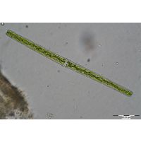 Haplotaenium rectum