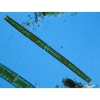 Haplotaenium rectum