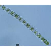 Hyalotheca