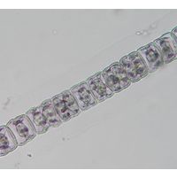 Hyalotheca dissiliens
