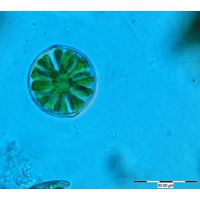 Hyalotheca dissiliens