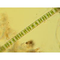 Hyalotheca mucosa