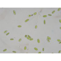 Measotaenium macrococcum